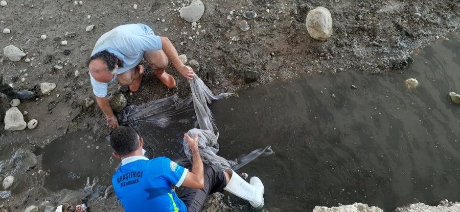 Antalya'da Su Birikintisinde Kalan 50 Bin Balık Kurtarıldı