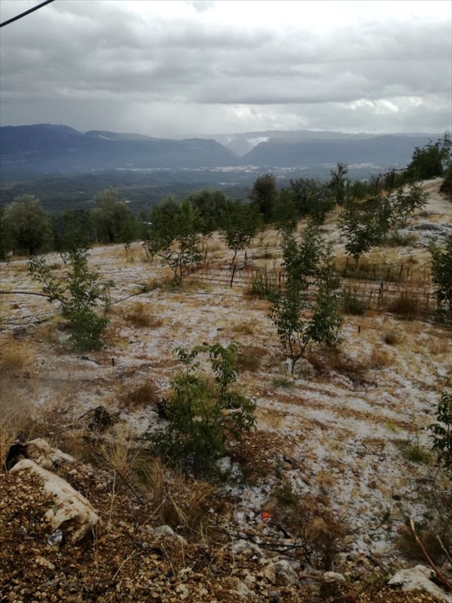 Antalya'da Dolu Yağışı Meyve Ağaçlarına Zarar Verdi