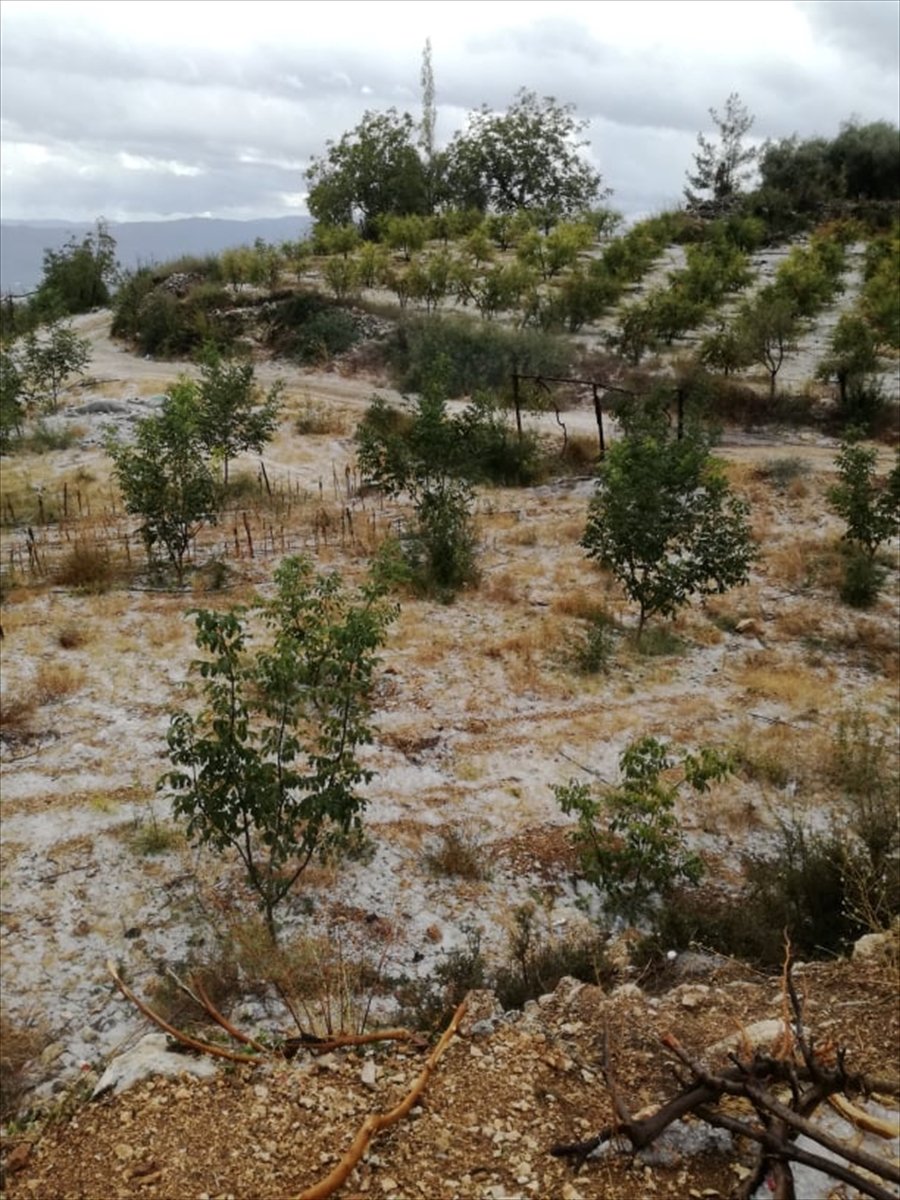 Antalya'da Dolu Yağışı Meyve Ağaçlarına Zarar Verdi