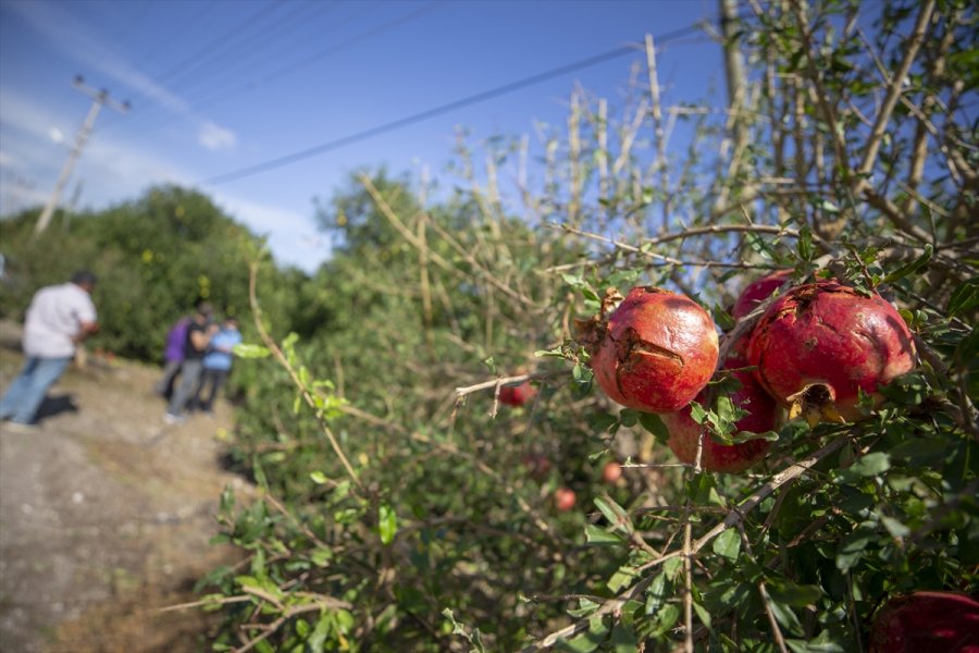 Antalya Valisi Yazıcı: 