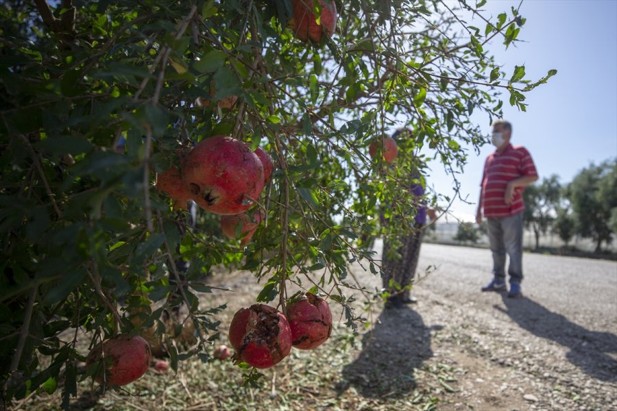 Antalya Valisi Yazıcı: 