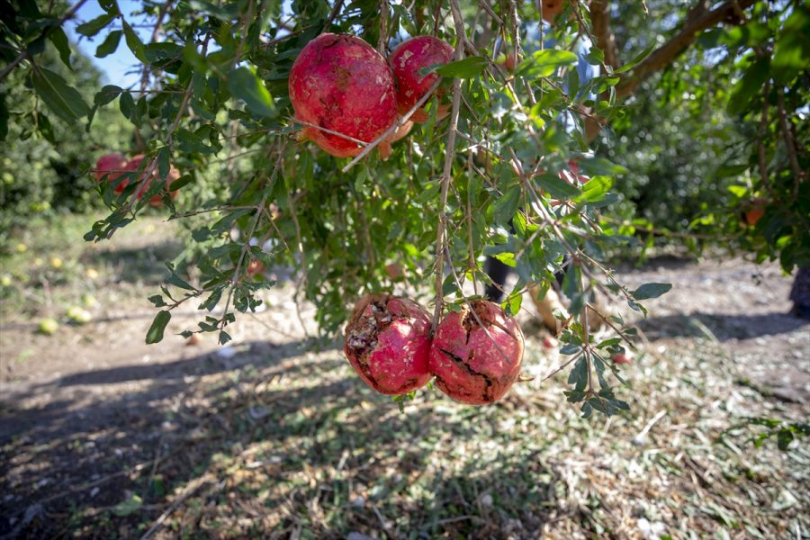Antalya Valisi Yazıcı: 