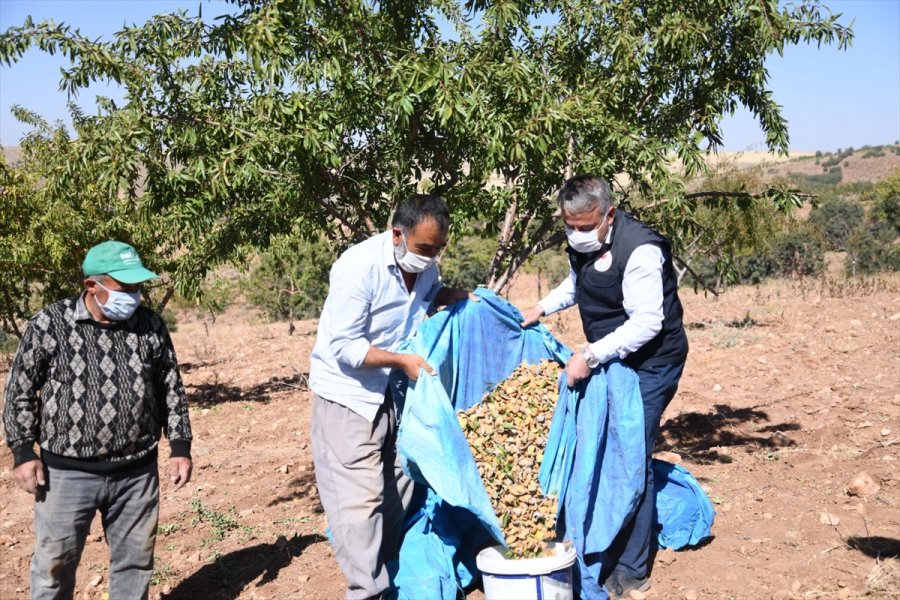 Felahiye'de Badem Hasadı
