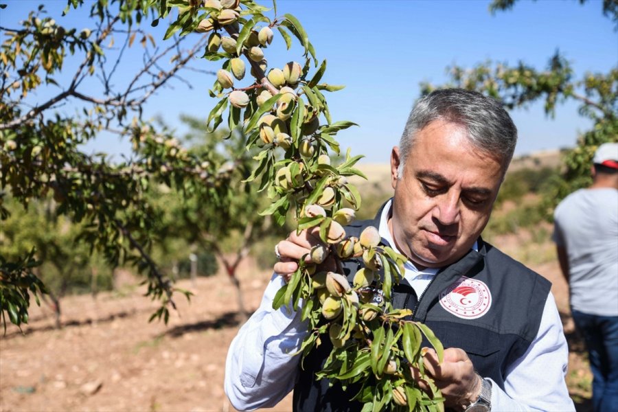 Felahiye'de Badem Hasadı