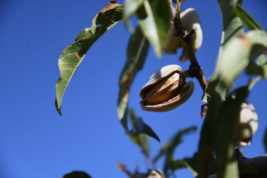 Felahiye'de Badem Hasadı
