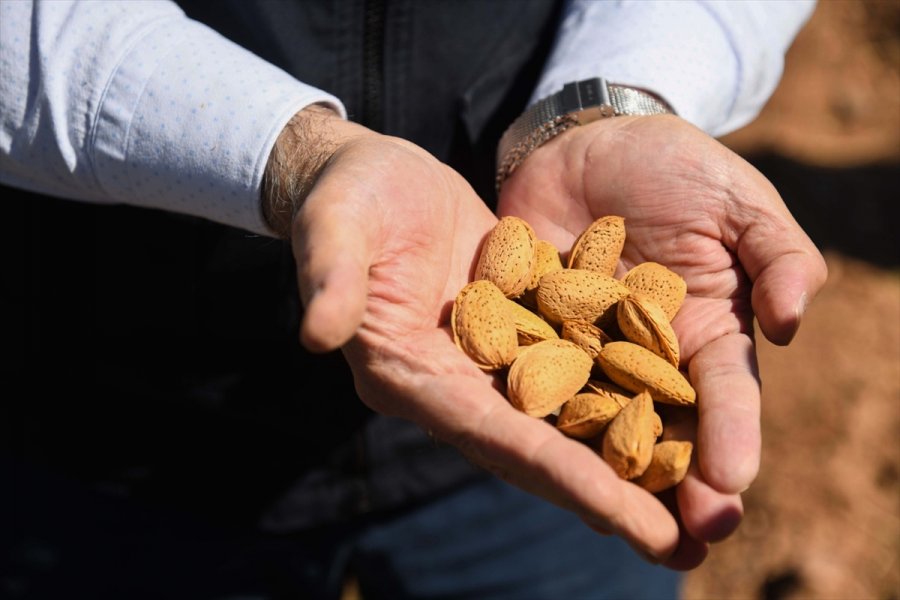 Felahiye'de Badem Hasadı