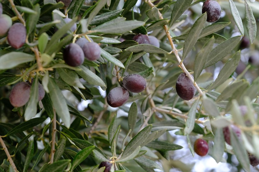 Mersin'de 1300 Yıllık Anıt Ağacın Zeytinleri Hasat Edildi