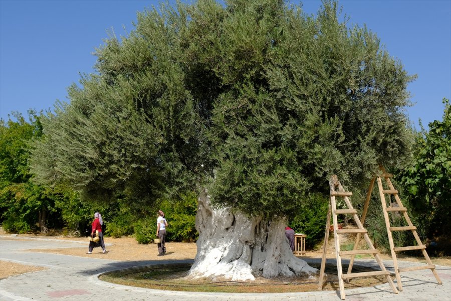 Mersin'de 1300 Yıllık Anıt Ağacın Zeytinleri Hasat Edildi