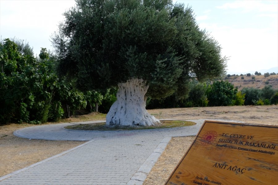 Mersin'de 1300 Yıllık Anıt Ağacın Zeytinleri Hasat Edildi