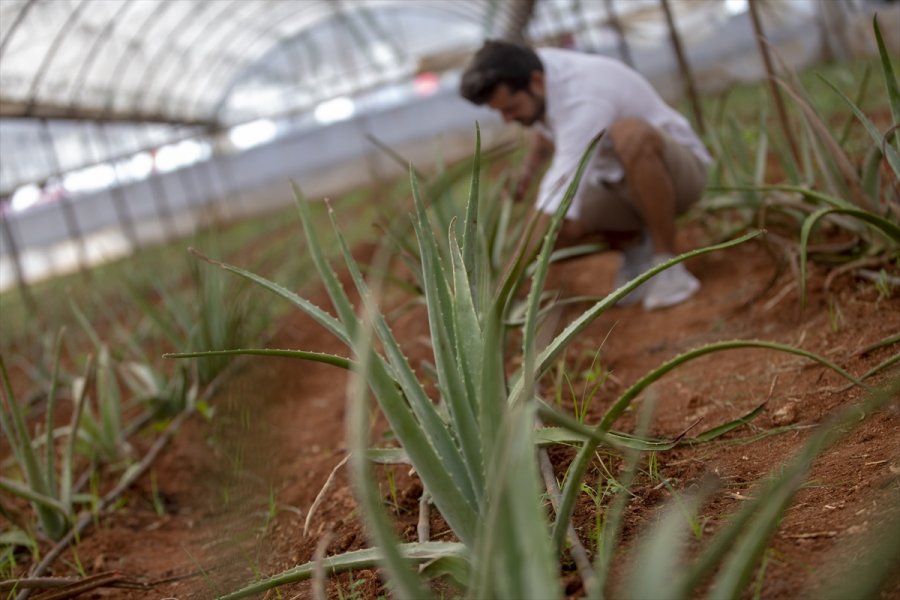 Mutluluğu Toprakla Uğraşmakta Buldu