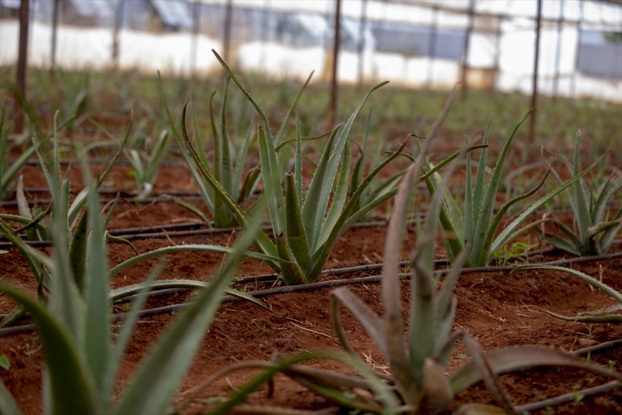 Mutluluğu Toprakla Uğraşmakta Buldu