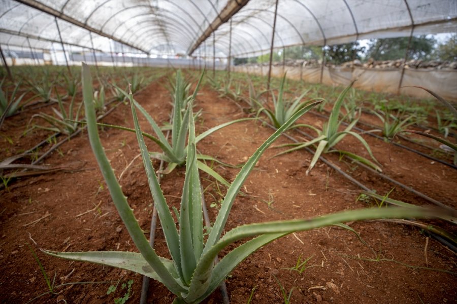 Mutluluğu Toprakla Uğraşmakta Buldu