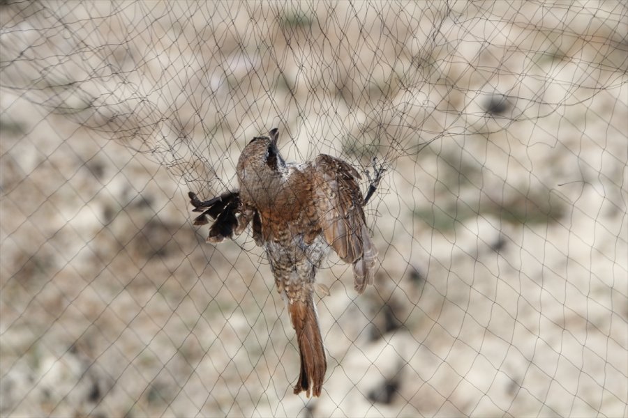 Antalya'daki Boğazkent Kuş Halkalama İstasyonu'nda Kuşlar Takibe Alınıyor
