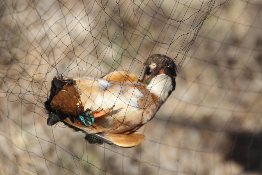 Antalya'daki Boğazkent Kuş Halkalama İstasyonu'nda Kuşlar Takibe Alınıyor