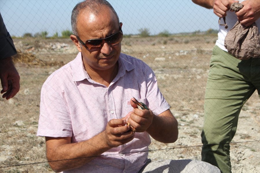 Antalya'daki Boğazkent Kuş Halkalama İstasyonu'nda Kuşlar Takibe Alınıyor