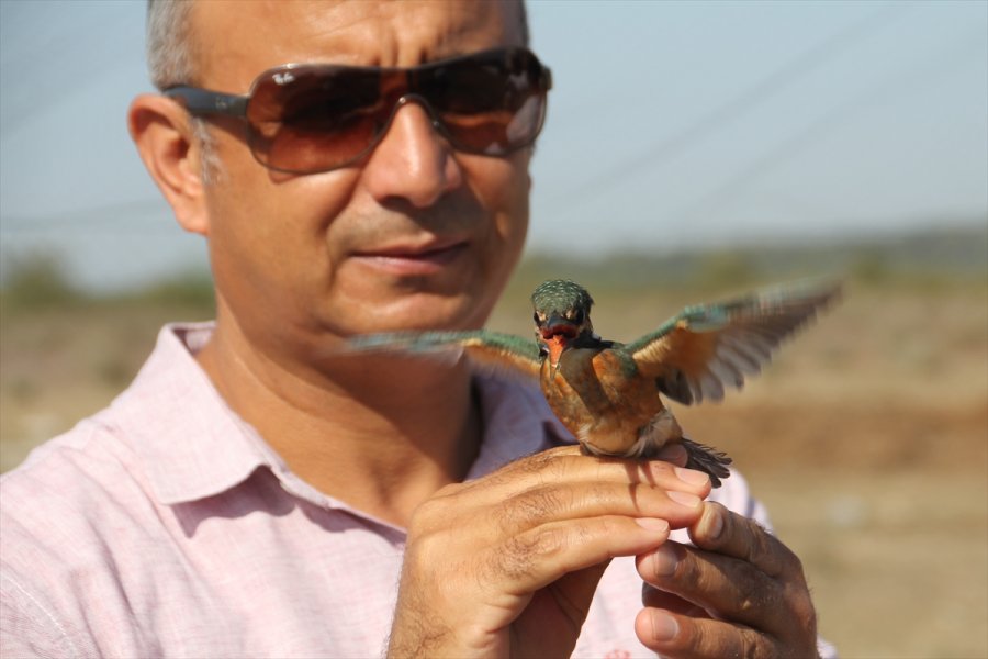 Antalya'daki Boğazkent Kuş Halkalama İstasyonu'nda Kuşlar Takibe Alınıyor