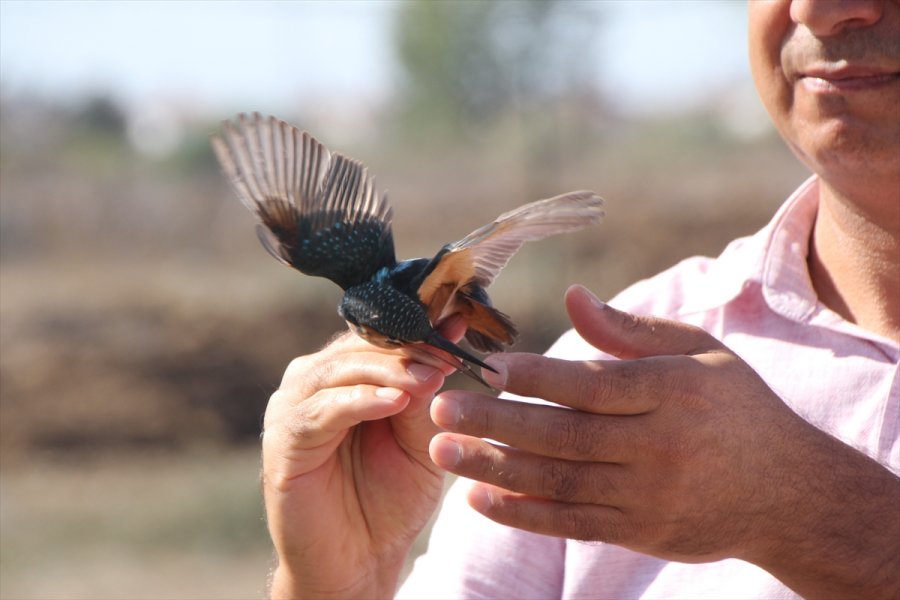 Antalya'daki Boğazkent Kuş Halkalama İstasyonu'nda Kuşlar Takibe Alınıyor