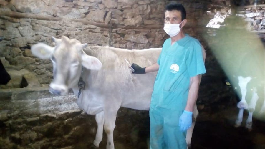 Bozkır'da At, Eşek Ve Katırlara Mikroçip Uygulaması Yapıldı
