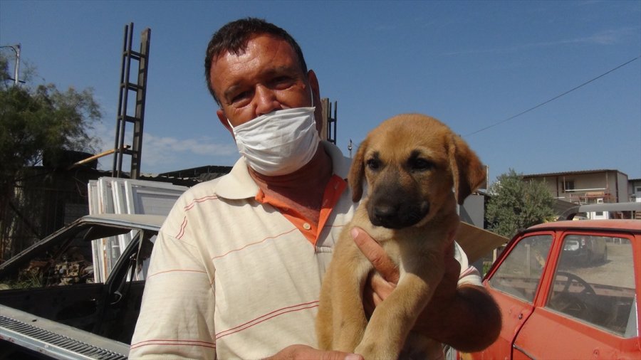 Mersin'de Hurda Otomobilin Altına Sıkışan Köpek Yavrusunu Esnaf Kurtardı