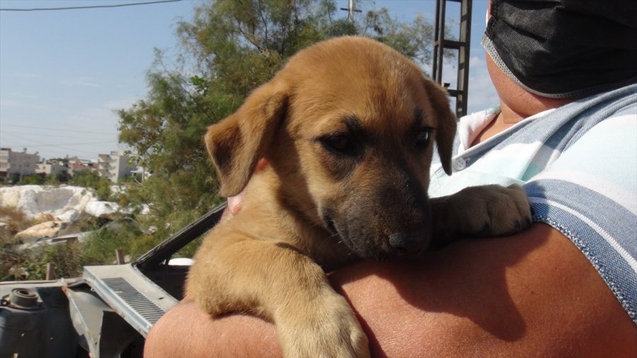 Mersin'de Hurda Otomobilin Altına Sıkışan Köpek Yavrusunu Esnaf Kurtardı