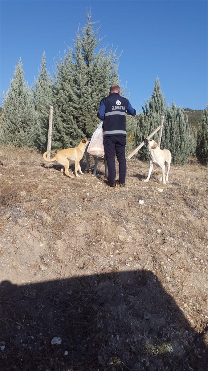 Kızılcahamam Belediyesi Sokak Hayvanlarına Sahip Çıkıyor