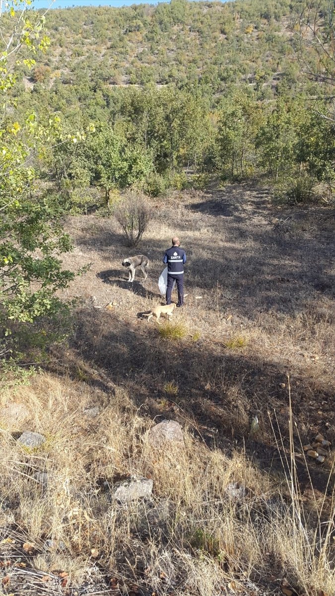 Kızılcahamam Belediyesi Sokak Hayvanlarına Sahip Çıkıyor