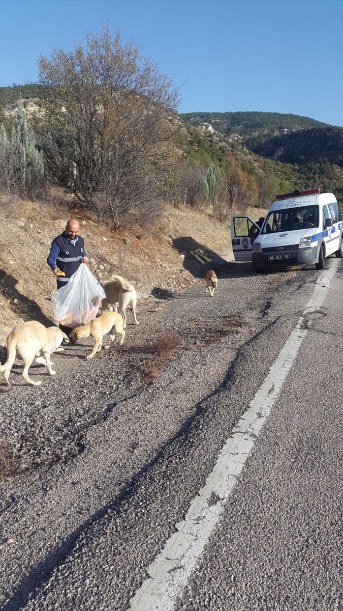 Kızılcahamam Belediyesi Sokak Hayvanlarına Sahip Çıkıyor