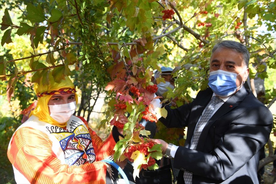 Tarım Ve Orman İl Müdürü Şahin Gilaburu Hasadına Katıldı