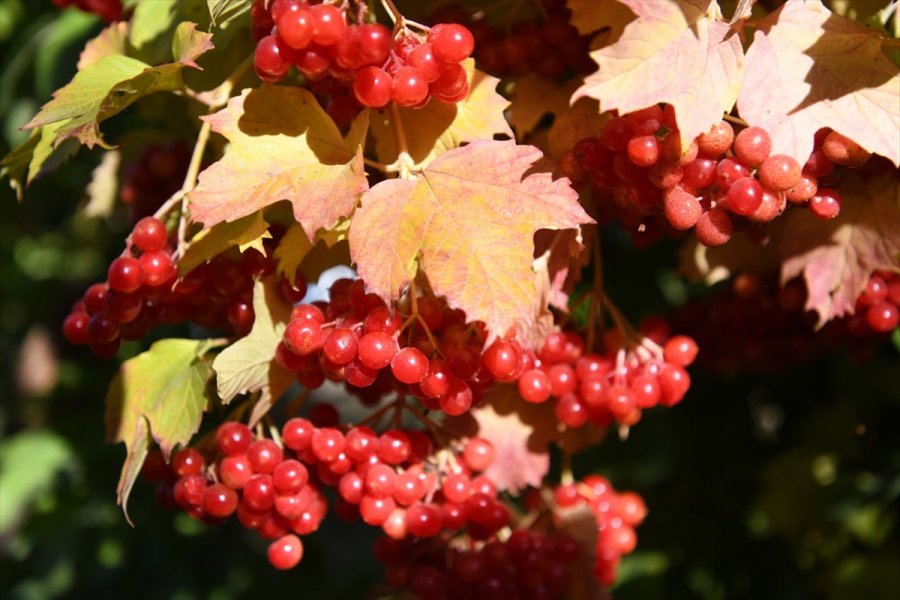Tarım Ve Orman İl Müdürü Şahin Gilaburu Hasadına Katıldı