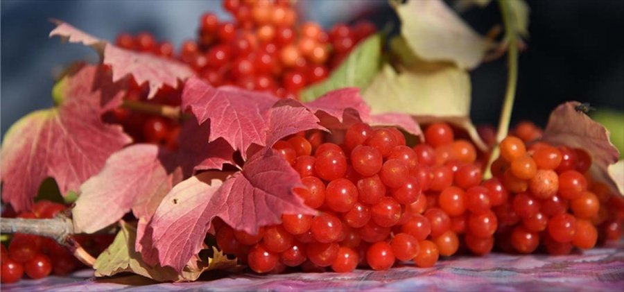 Tarım Ve Orman İl Müdürü Şahin Gilaburu Hasadına Katıldı