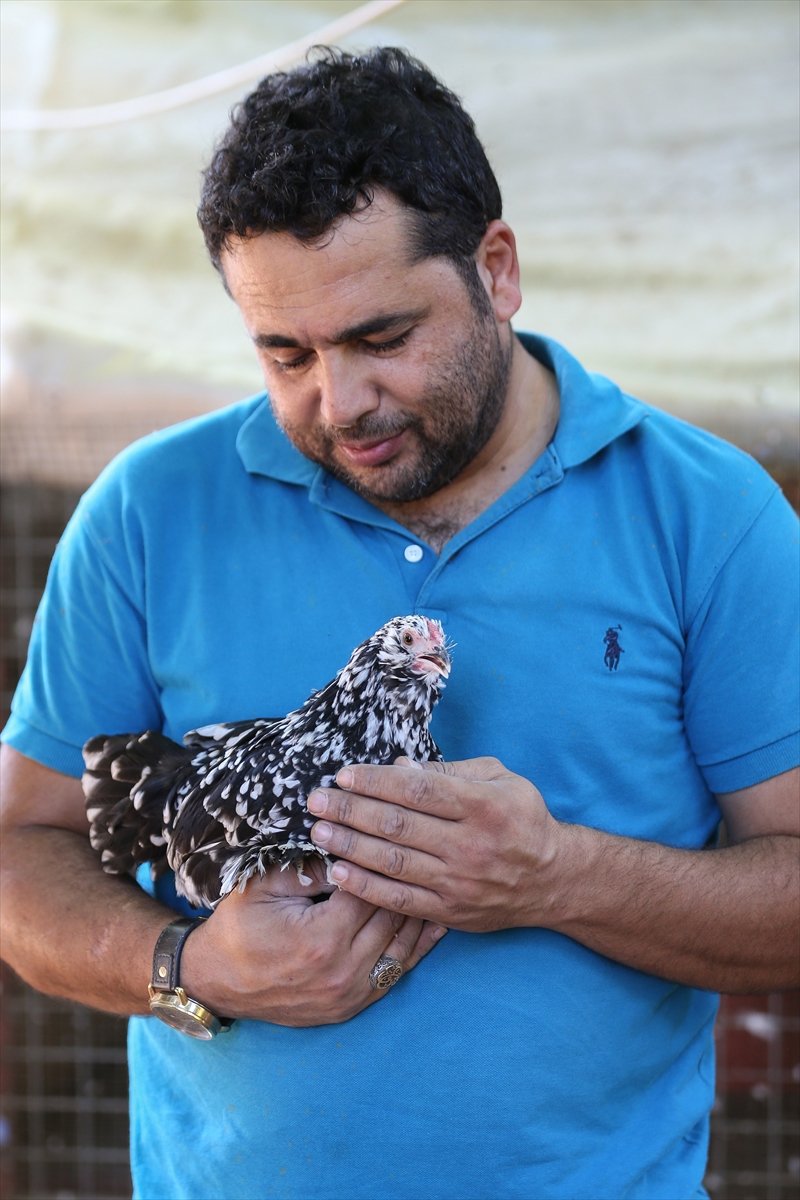 Süs Tavuğu Yetiştiricileri, Yerli Irk Tavukları Dünyaya Tanıtmak İstiyor