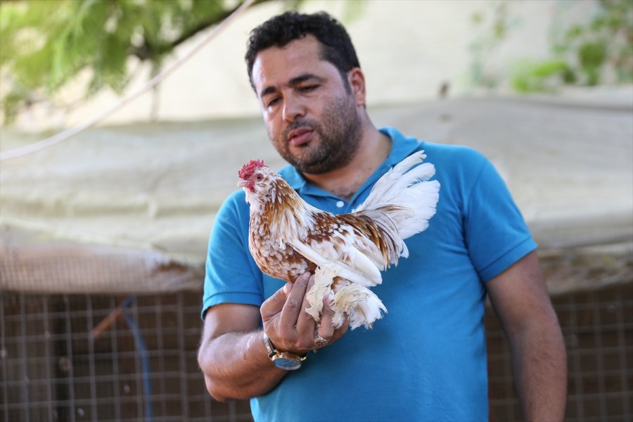 Süs Tavuğu Yetiştiricileri, Yerli Irk Tavukları Dünyaya Tanıtmak İstiyor