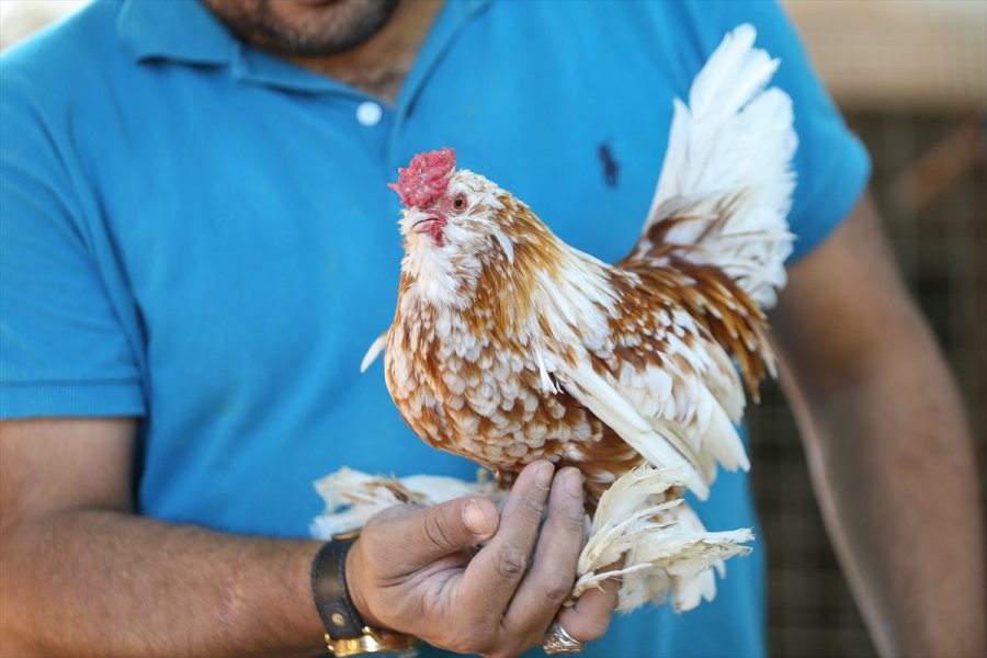 Süs Tavuğu Yetiştiricileri, Yerli Irk Tavukları Dünyaya Tanıtmak İstiyor