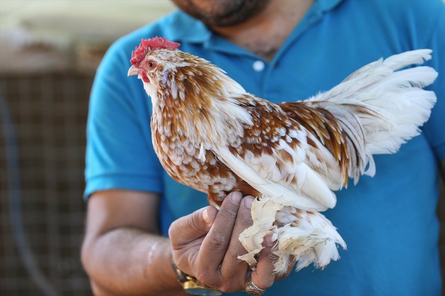 Süs Tavuğu Yetiştiricileri, Yerli Irk Tavukları Dünyaya Tanıtmak İstiyor