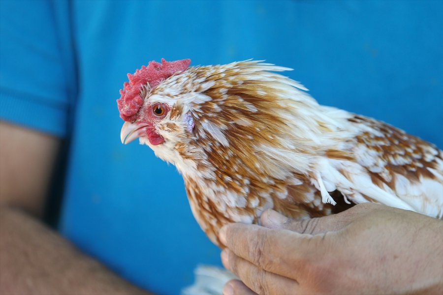 Süs Tavuğu Yetiştiricileri, Yerli Irk Tavukları Dünyaya Tanıtmak İstiyor
