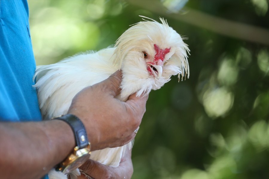 Süs Tavuğu Yetiştiricileri, Yerli Irk Tavukları Dünyaya Tanıtmak İstiyor