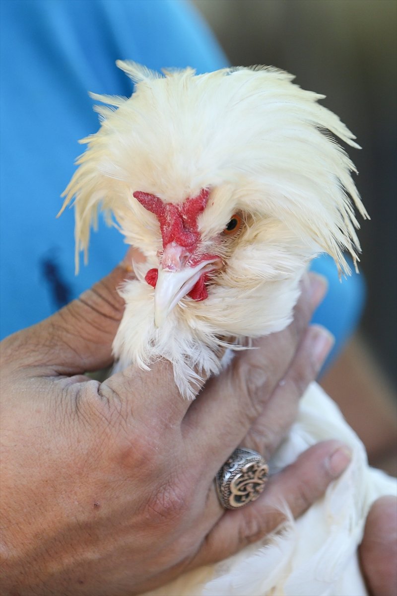 Süs Tavuğu Yetiştiricileri, Yerli Irk Tavukları Dünyaya Tanıtmak İstiyor