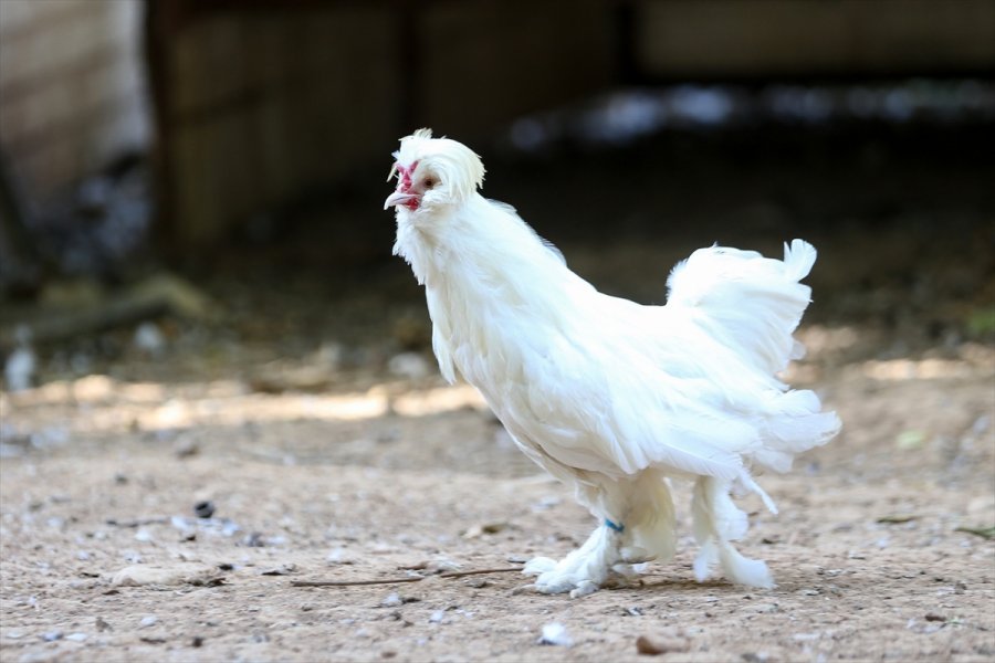 Süs Tavuğu Yetiştiricileri, Yerli Irk Tavukları Dünyaya Tanıtmak İstiyor