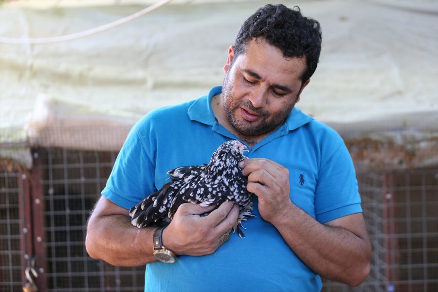 Süs Tavuğu Yetiştiricileri, Yerli Irk Tavukları Dünyaya Tanıtmak İstiyor