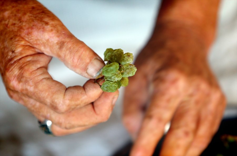 Konya'da Tavan Arasında Kurutulan Yeşil Kuru Üzüm Benzersiz Tadıyla İlgi Görüyor