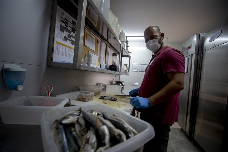 Akvaryum Dalgıçları Ekmek Parasını Köpek Balıklarını Besleyerek Kazanıyor