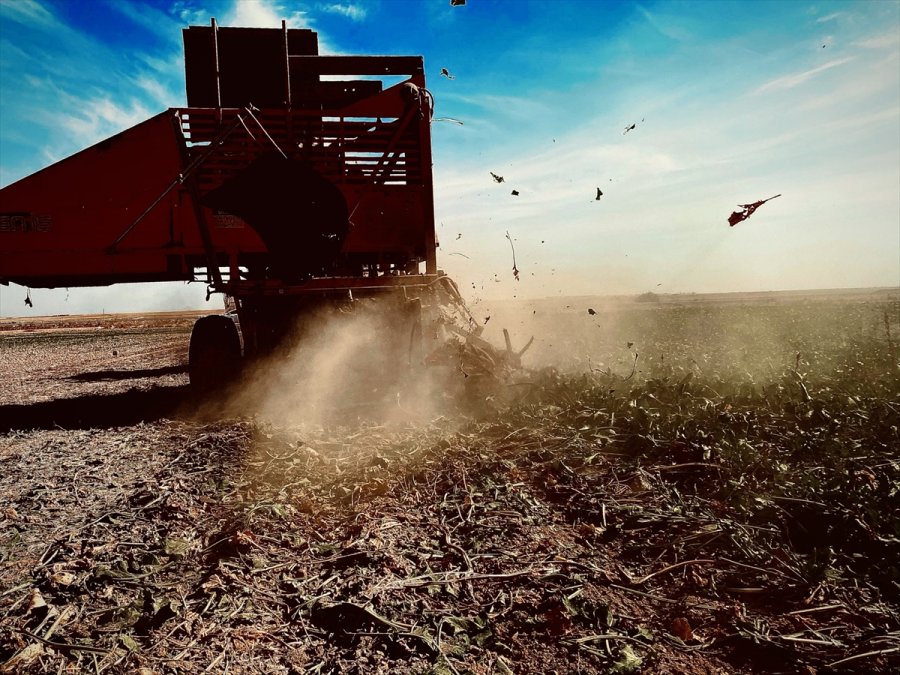 Aksaray'da Şeker Pancarı Hasadına Başlandı