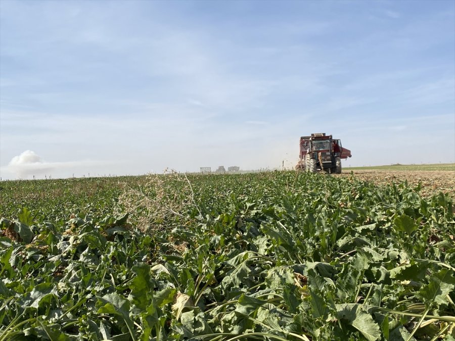 Aksaray'da Şeker Pancarı Hasadına Başlandı