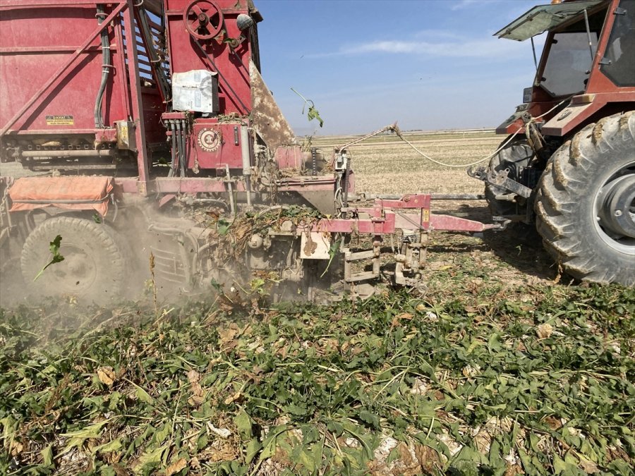 Aksaray'da Şeker Pancarı Hasadına Başlandı