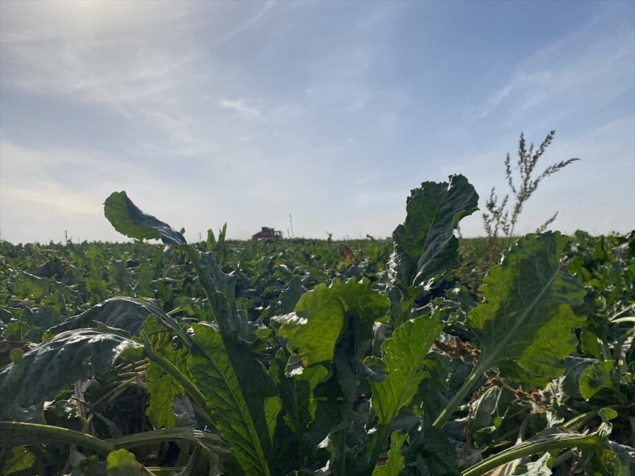 Aksaray'da Şeker Pancarı Hasadına Başlandı