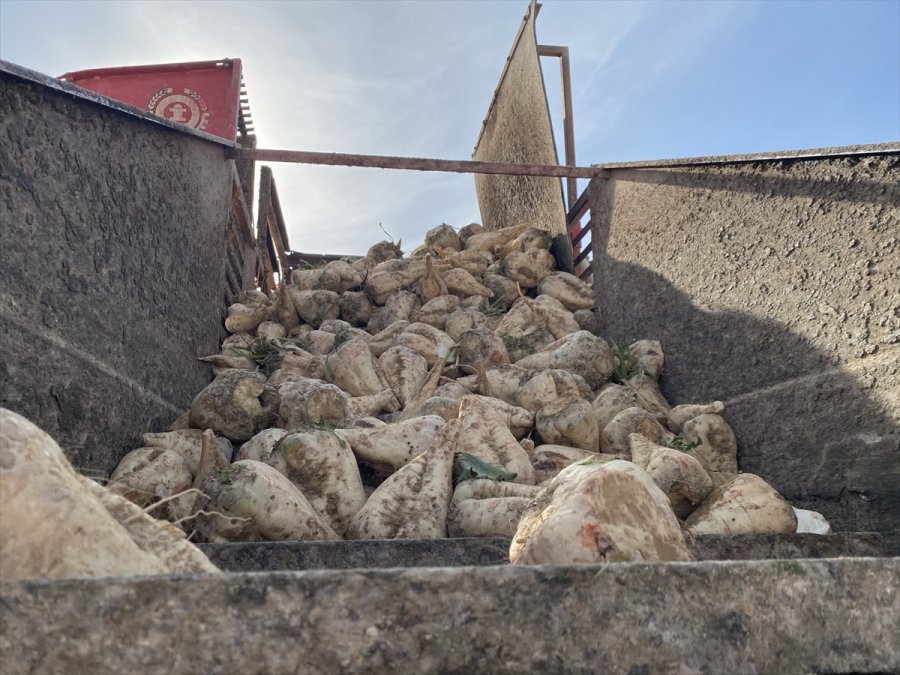 Aksaray'da Şeker Pancarı Hasadına Başlandı