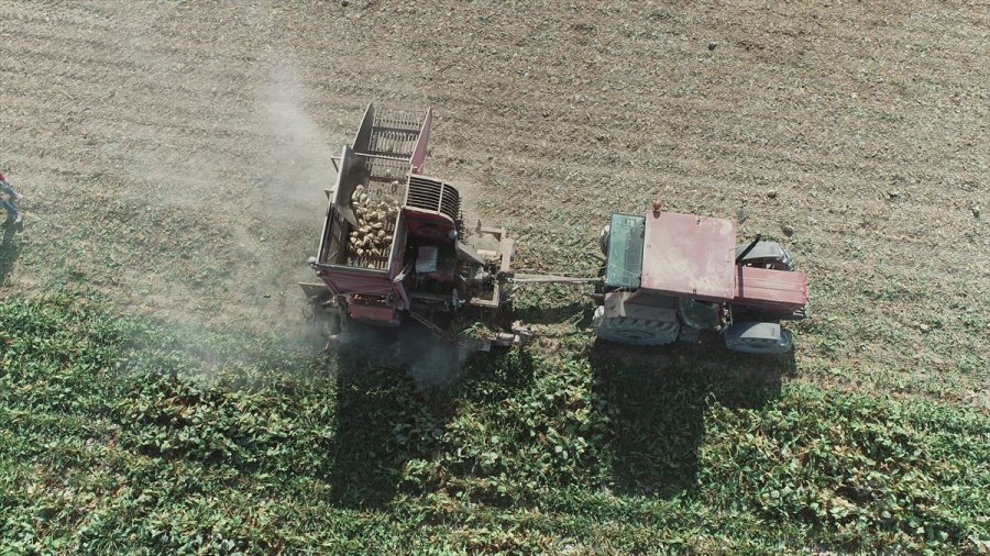 Aksaray'da Şeker Pancarı Hasadına Başlandı