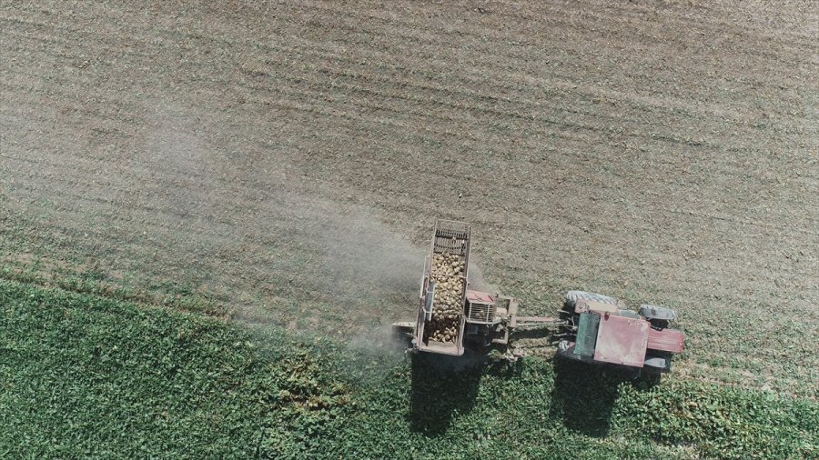 Aksaray'da Şeker Pancarı Hasadına Başlandı