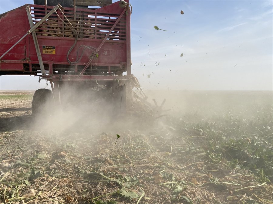 Aksaray'da Şeker Pancarı Hasadına Başlandı