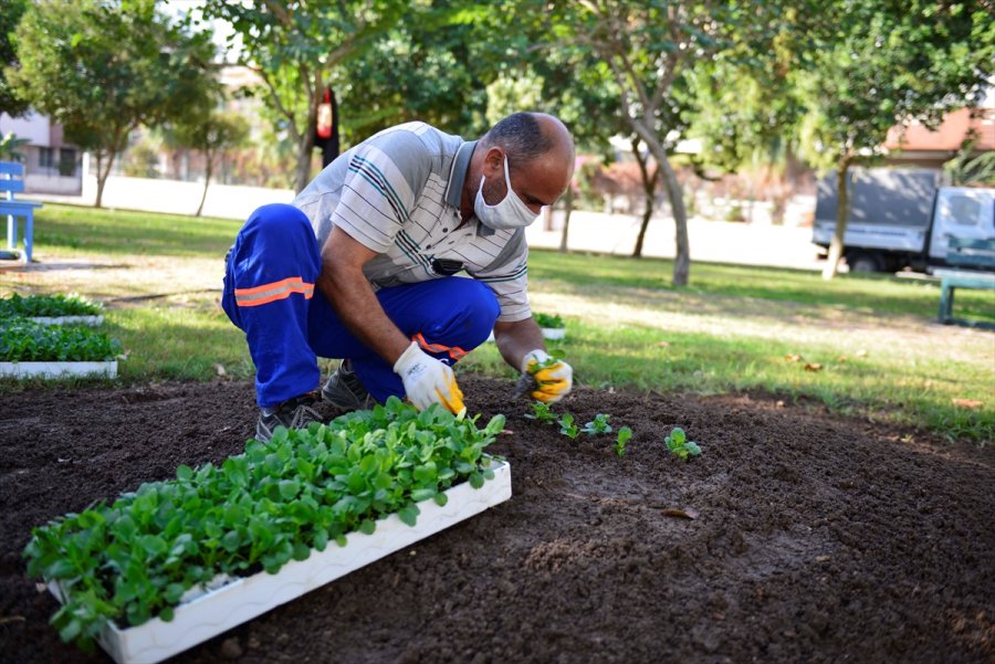 Antalya Dikilen Çiçeklerle Renklenecek